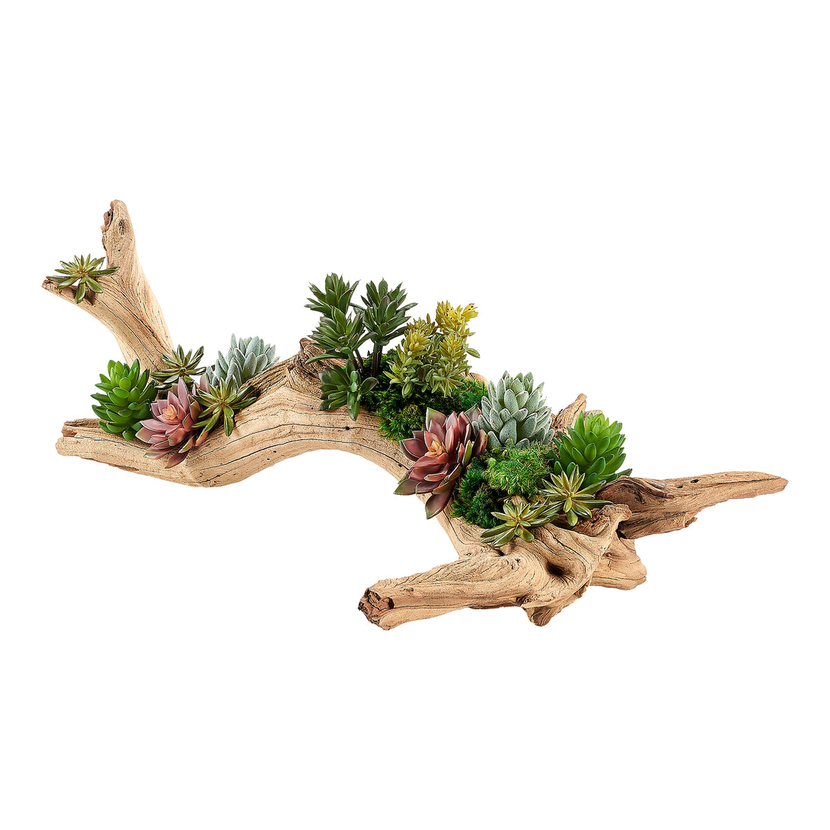 Aloe and Assorted Succulents on Ghostwood Log