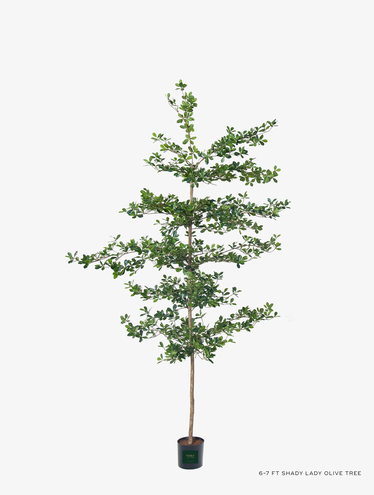 Shady Lady Faux Olive Tree